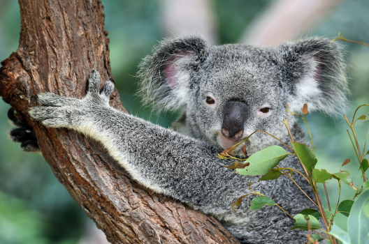 Koala puussa. Kuva David Clode -CIMk0FSOrAE-unsplash